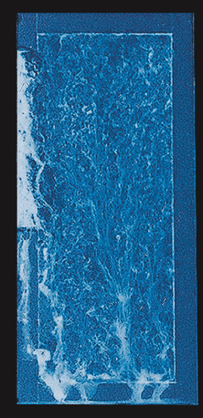 Zn-5% Al alloy coated steel／Lapse of time: 500h 