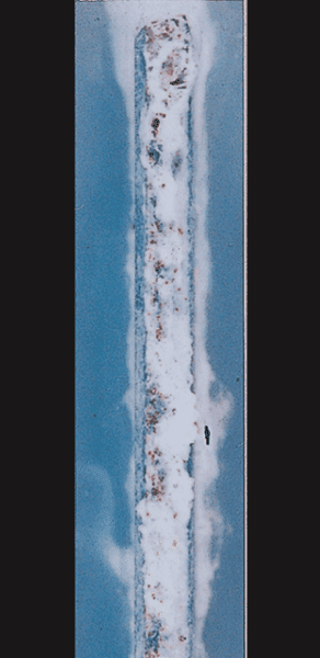 ZAM®-EX／5,000h