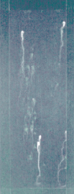 Appearances after salt spray test: ZC treatment