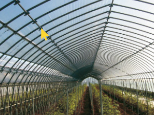 Greenhouse