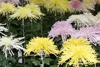 丹精込めて育てられた菊の花