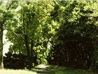 九州製鉄所八幡地区の森