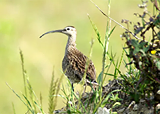 チュウシャクシギ